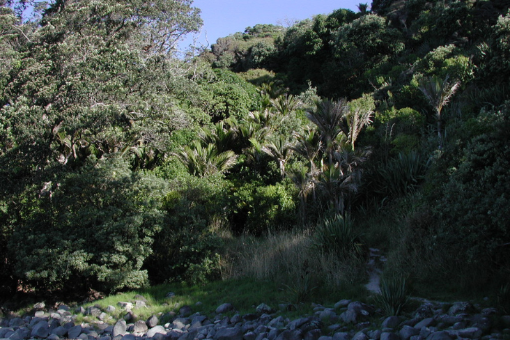 Bush at New Chums Beach
