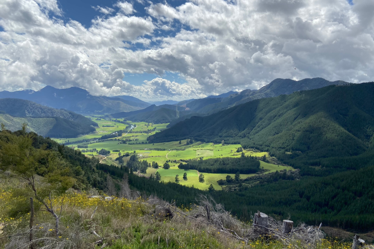 Pine forests in the South Island (2019)