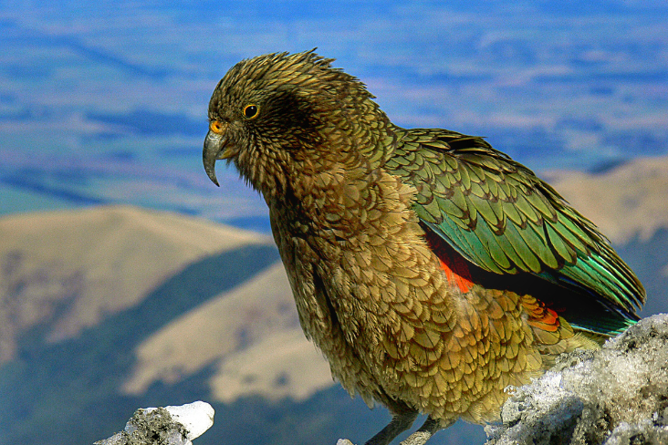 Kea on a mountain in front of blue sky