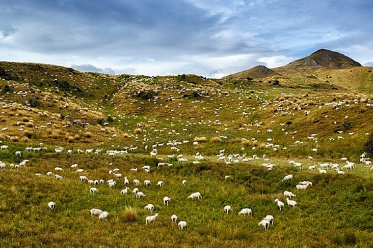 Image of rolling hills dotted with methane-emitting sheep.